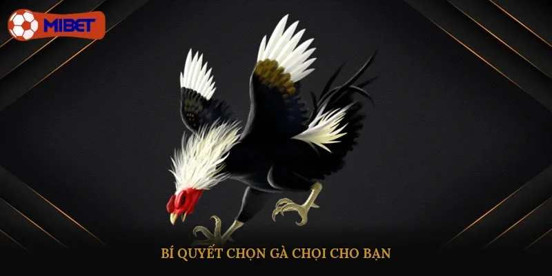Bí quyết chọn gà chọi cho bạn