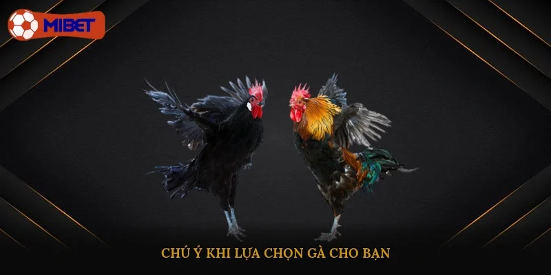 Chú ý khi lựa chọn gà cho bạn