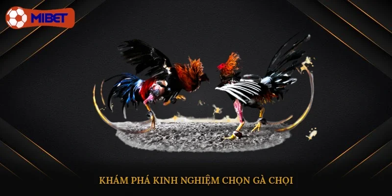 Khám phá kinh nghiệm chọn gà chọi
