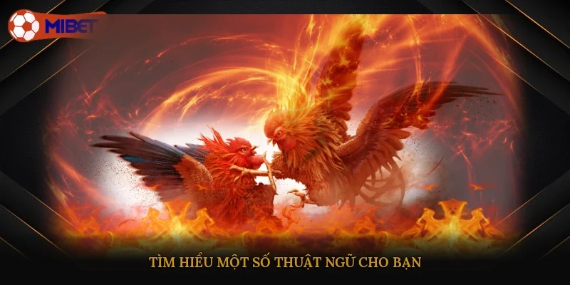 Tìm hiểu một số thuật ngữ cho bạn